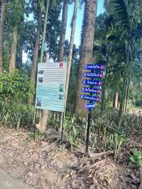 🌳 ต้นไม้ยักษ์ บ้านไร่ อุทัยธานี