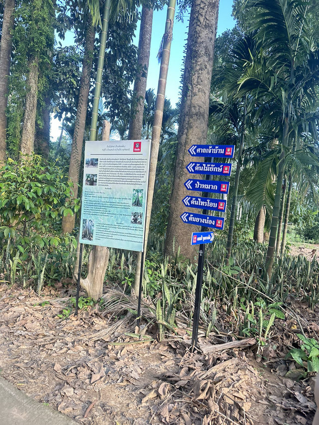 🌳 ต้นไม้ยักษ์ บ้านไร่ อุทัยธานี