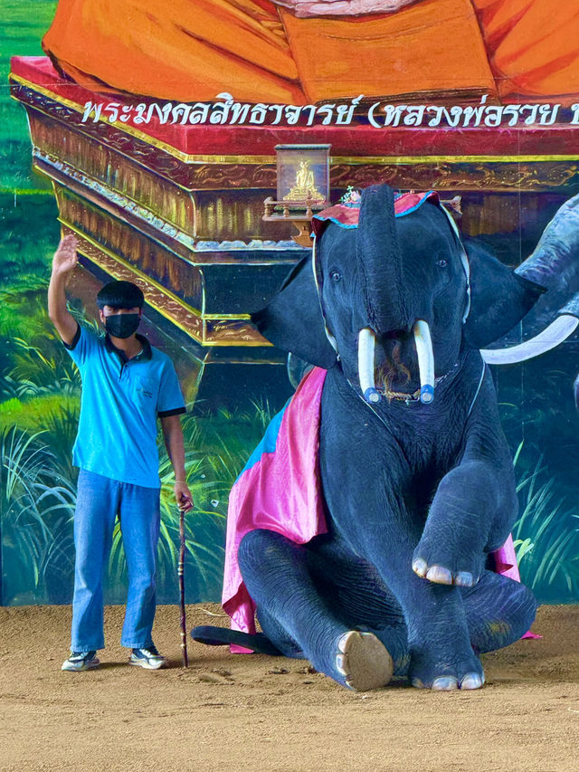 泰國大城包車一日遊 Sriayuthaya Lion Park  動物互動 