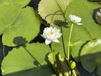 香港好去處 | 賞花 | 志蓮淨苑 | 蓮花
