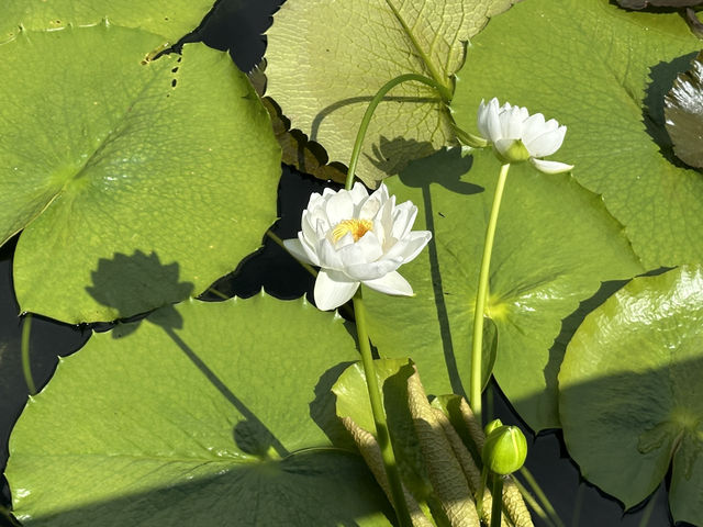 香港好去處 | 賞花 | 志蓮淨苑 | 蓮花