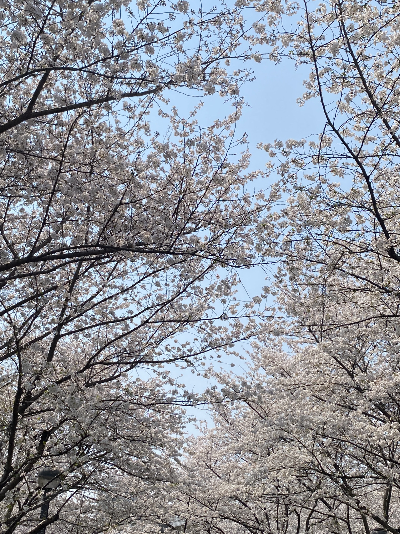 #รับส่วนลดไม่พึ่งดวง 

🌸Hongkou Football Station 
อีกหนึ่งสถานที่จุดชมวิวดอกซากุระที่เริ่มเบ่งบานในช่วงปลายเดือนมีนาคม ที่เซี่ยงไฮ้บอกเลยว่าควรค่าแก่การมาจริงๆ เดินทางง่าย สามารถลงสถานี Hongkou Football ได้เลย ในสวนสาธารณะย่อมๆจะมีดอกซากุระต้นใหญ่ เรียงเป็นแนวยาวให้ถ่ายรูปสวยๆ 
นอกจากนี้ยังมีร้านอาหาร และคาเฟ่ใกล้ๆ สามารถไปถ่ายรูปเก๋ๆ
ติดดอกซากุระ พร้อมอัพโหลดลงโซเชียล~
