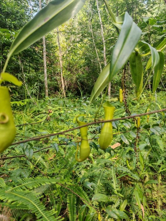⛰️ Conquer Nature at Kledang Hill Trail Head, Ipoh! 🌿