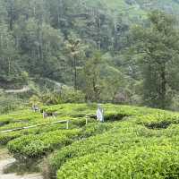 unique experience in a tea plantation & less crowd too!