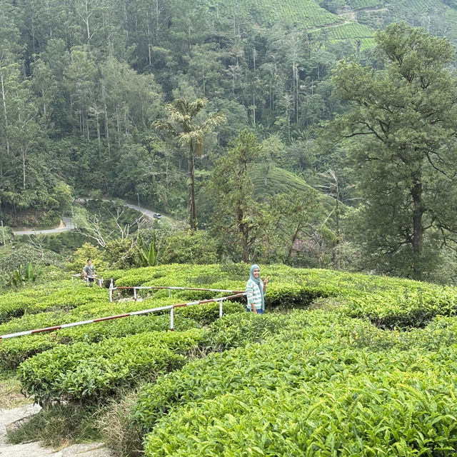 unique experience in a tea plantation & less crowd too!