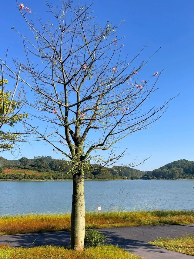 ～城市綠洲～千燈湖公園～