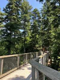 🌲Black Forest Tree Top Walk 🇩🇪