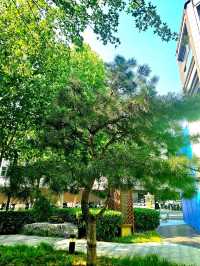 Blissful afternoon at Wangfujing Central Gardens