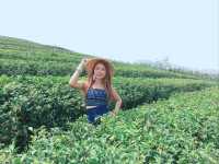 ไร่ชา 101 ดอยแม่สลอง