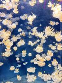 Singapore Oceanarium (S.E.A Aquarium)