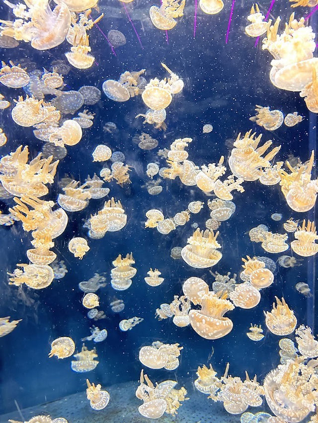 Singapore Oceanarium (S.E.A Aquarium)