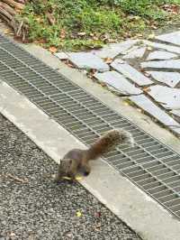 🕊 台北靜靜說故事的角落｜228 和平公園