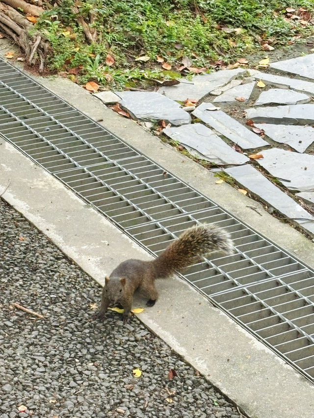 🕊 台北靜靜說故事的角落｜228 和平公園