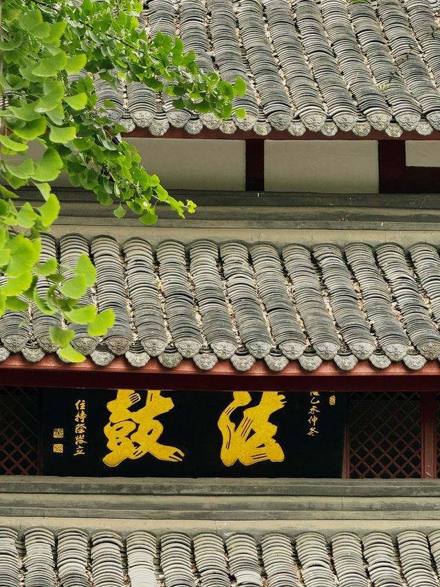 熊貓之都的慢旅行