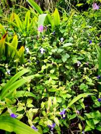 Urban Eden Escape – Kebun-Kebun Bangsar’s Hidden Charm