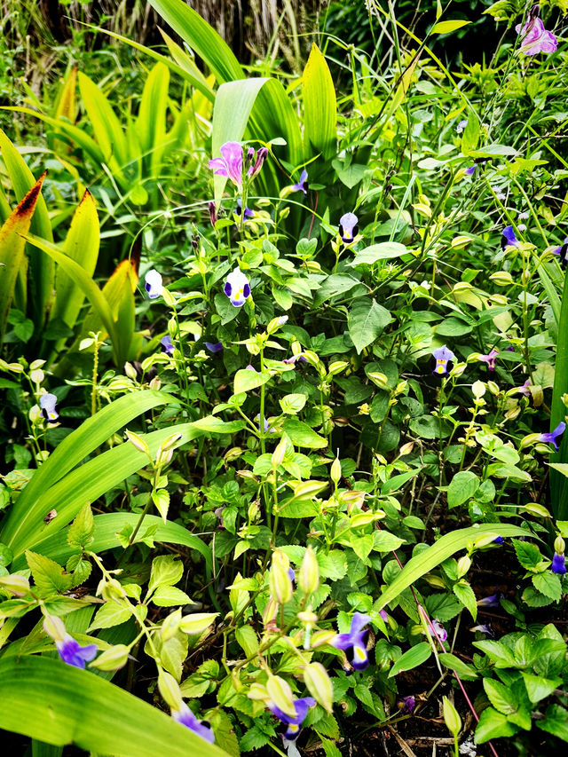 Urban Eden Escape – Kebun-Kebun Bangsar’s Hidden Charm