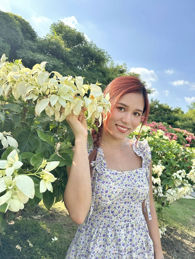 深圳免費任拍粉紅大花海🌸