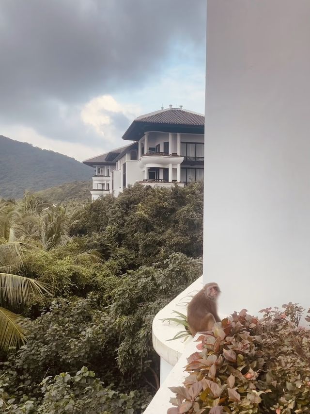 🐒 峴港洲際度假酒店：與猴子鄰居say hi！獨享絕美私人海灘！🌴