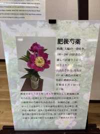熊本水前寺成趣園-肥後六花