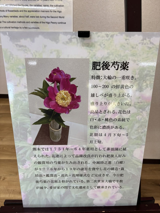 熊本水前寺成趣園-肥後六花