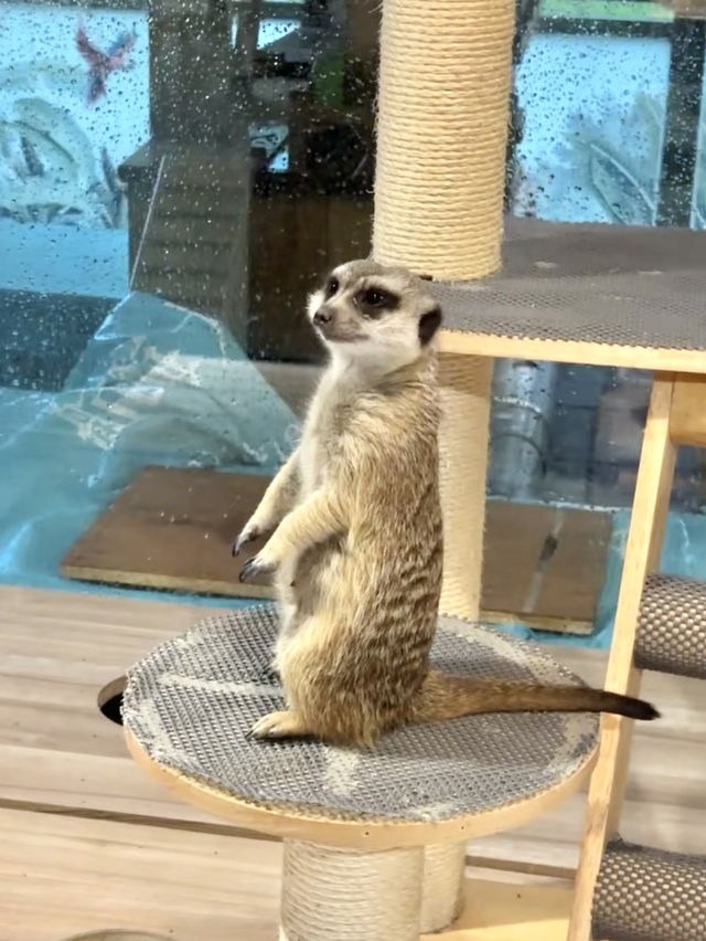高雄必去親子景點！《天使與惡魔 寵物互動園區》🐶🐱🦜
