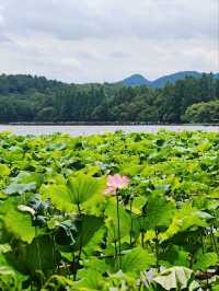 Where Summer Dances on Lotus Pads – West Lake’s Fragrant Aquatic Ballet"