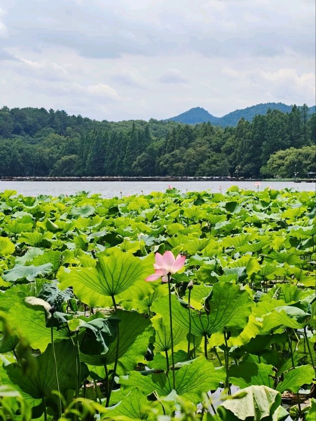 Where Summer Dances on Lotus Pads – West Lake’s Fragrant Aquatic Ballet"