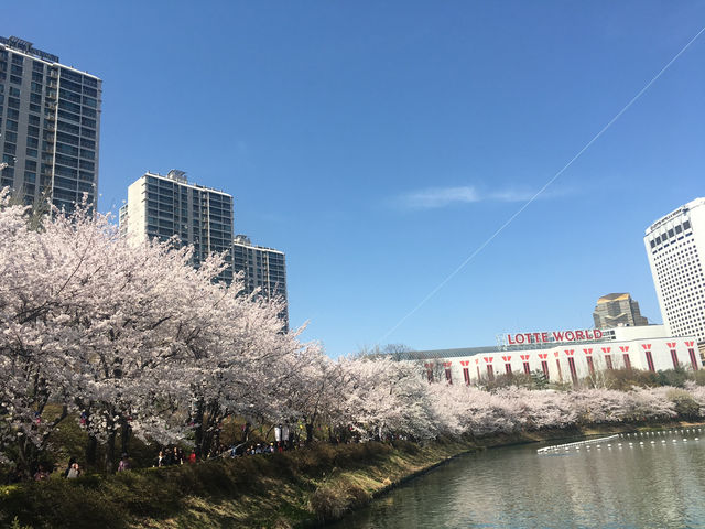 흩날리는 벚꽃잎을 보며