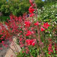 Tromsø – Arctic–Alpine Botanic GardenTromsø arktisk-alpine botanisk hage