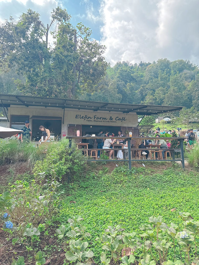 清邁人氣大象Cafe |💥親親大象🐘💥 清邁人氣大象Cafe |💥親親大象🐘💥