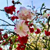 🌸都心の隠れ花見スポット：モモと桜が重なる早稲田鶴巻町🌸