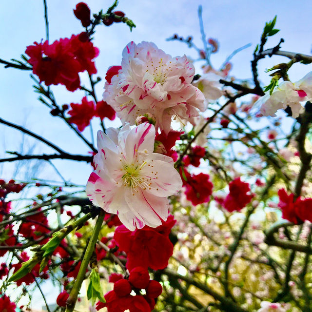 🌸都心の隠れ花見スポット：モモと桜が重なる早稲田鶴巻町🌸