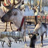 สวนกวางเรนเดียร์ โม่เหอ Ewenke Reindeer Park