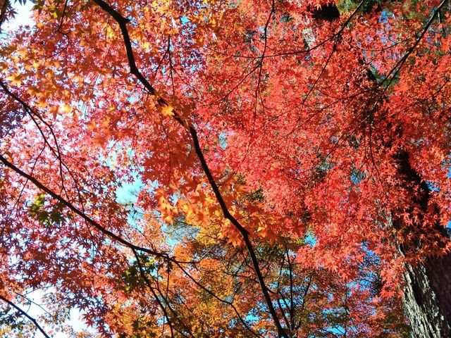 紅葉の秩父を満喫1泊2日