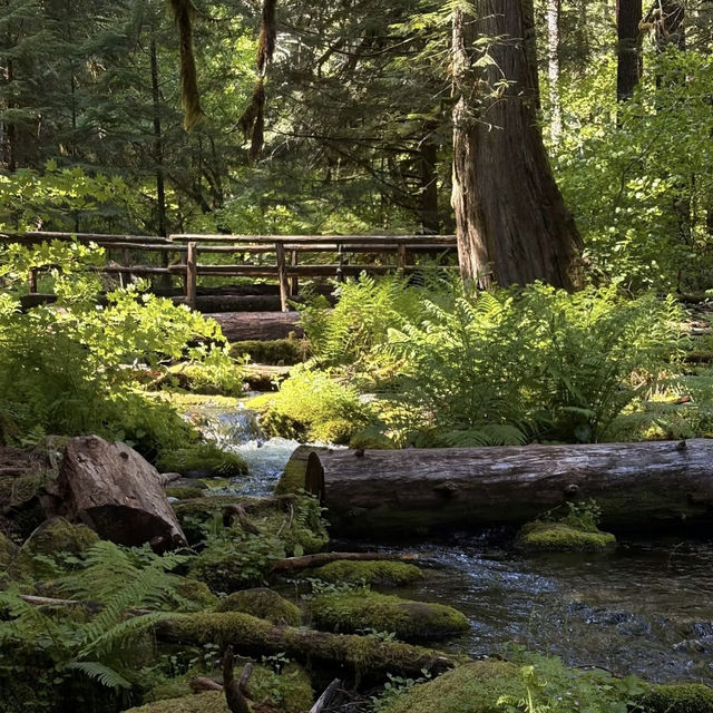 Sahalie & Koosah Falls – Oregon’s Twin Cascades on the McKenzie River