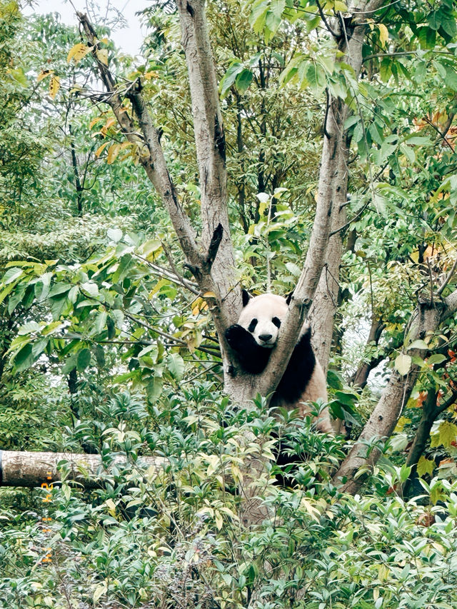 Thành Đô - Công viên gấu trúc 熊猫基地