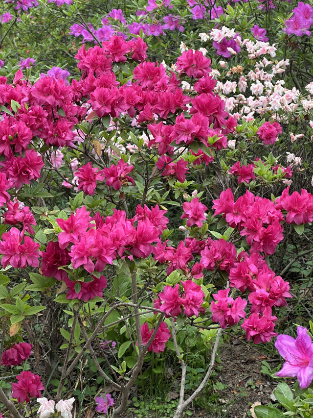 Shanghai Botanical Garden