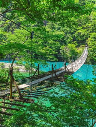 Love Bridge & Shizuoka Tea Hills – Romance and Scenic Beauty 🍃💚