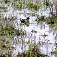 RSPB Portmore Lough Nature Reserve – Wetland Wonder by Lough Neagh
