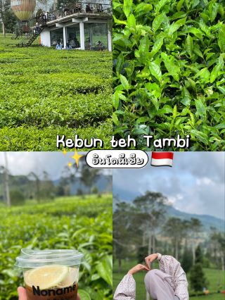 Kebun Teh Tambi 🌱🌥️