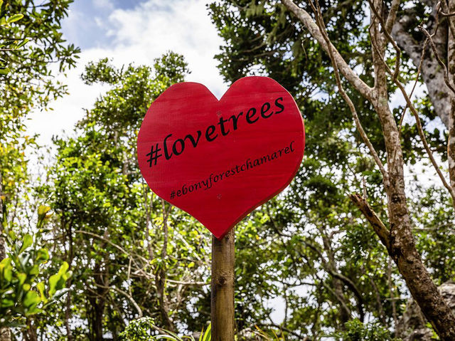 Ebony Forest Reserve Mauritius - Lovable tress on earth