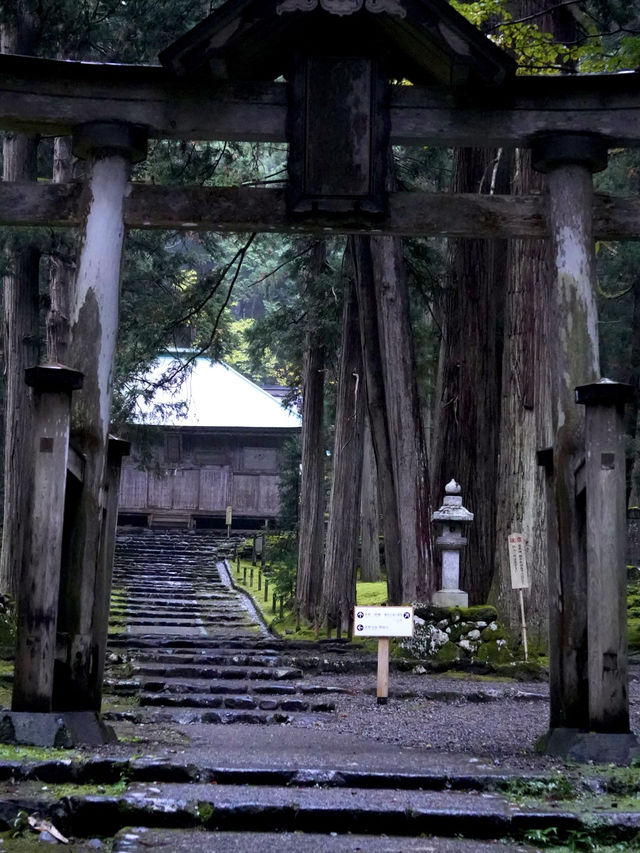 境内を覆う220種の苔  厳かで美しい景観 境内を覆う220種の苔  厳かで美しい景観