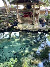Sacred Springs & Sky-High Bridges: A Morning in Hitachi