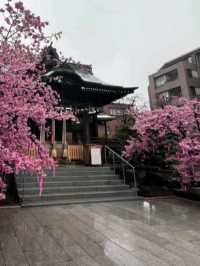 SAKURA JINGU.