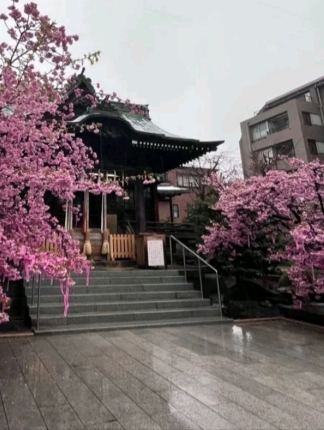 SAKURA JINGU.