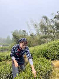 🍃 วันนี้เรามา “เก็บชา” กันที่ 福泉山茶山