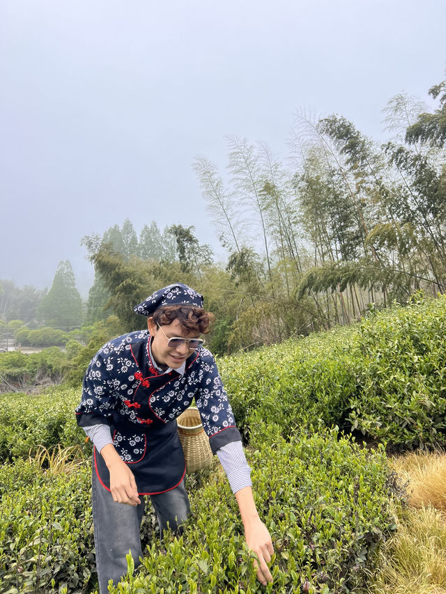 🍃 วันนี้เรามา “เก็บชา” กันที่ 福泉山茶山