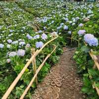 Mae Rim Flower Power: Hydrangea Selfie Spots & Insta Garden Magic 🌸🌦️
