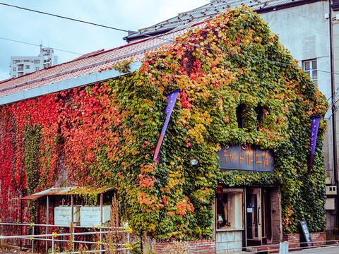 Autumn Vibes🍁in Otaru, Hokkaido Autumn Vibes🍁in Otaru, Hokkaido