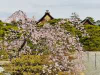 Your Solo Stroll Through Imperial Spring 